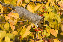 Grey Squirrel (Sciurus carolinensis) juvenile in colourful crab apple tree (Malus sp) foraging for red fruits, Pennsylvania, USA
