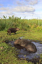 Capybara (Hydrochoerus hydrochaeris) wallowing in water with another behind, Esteros del Ibera, Argentina