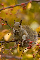 Grey Squirrel (Sciurus carolinensis) juvenile in colourful Crab apple tree (Malus sp) feeding on red berries, Pennsylvania, USA, November