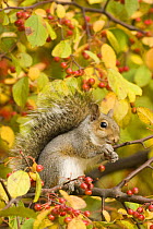 Grey Squirrel (Sciurus carolinensis), juvenile sitting on branch of colourful crab apple tree (Malus sp) in autumn, Pennsylvania, USA, November