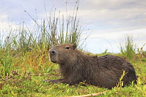 Capybara (Hydrochoerus hydrochaeris) lying down on marsh, Esteros del Ibera, Argentina