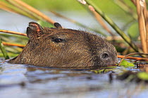 Capybara (Hydrochoerus hydrochaeris) swimming, head above water, Esteros del Ibera, Argentina
