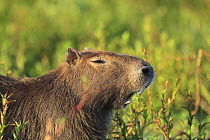 Capybara (Hydrochoerus hydrochaeris) showing incisor teeth as it yawns, Esteros del Ibera, Argentina