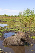 Capybara (Hydrochoerus hydrochaeris) wallowing in pool of water on marsh, Esteros del Ibera, Argentina
