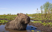 Capybara (Hydrochoerus hydrochaeris) wallowing in pool of water on marsh, Esteros del Ibera, Argentina