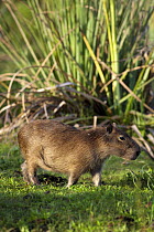 Capybara (Hydrochoerus hydrochaeris) juvenile on marsh, Esteros del Ibera, Argentina