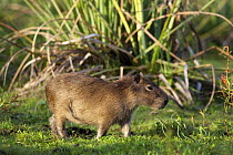 Capybara (Hydrochoerus hydrochaeris) juvenile on marsh, Esteros del Ibera, Argentina