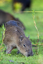 Capybara (Hydrochoerus hydrochaeris) juvenile grazing on marsh, Esteros del Ibera, Argentina