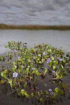 Water Hyacinth (Eichhornia crassipes) floating on lake in marsh, Esteros del Ibera, Argentina