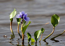 Water Hyacinth (Eichhornia crassipes) in flower in marsh, Esteros del Ibera, Argentina