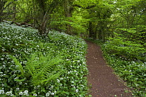 Wild Garlic / Ramsons (Allium ursinum) carpeting deciduous woodland, with footpath, North Somerset, UK