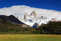 Cerro Fitz Roy with clouds behind, seen across reed-filled lake, Los Glaciares National Park, Argentina February 2009