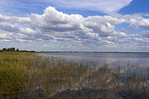 Lake and reeds, Esteros del Ibera, Argentina February 2009