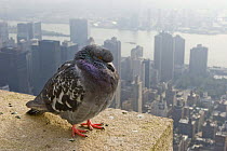 Feral pigeon / rock dove (Columba livia) perched on top of Empire State Building with view of Manhattan below, New York City, USA