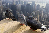 Feral pigeons / rock doves (Columba livia) perched on top of Empire State Building with view of Manhattan below, New York City, USA
