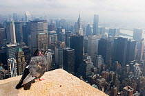 Feral pigeon / rock dove (Columba livia) perched on top of Empire State Building with view of Manhattan below, New York City, USA