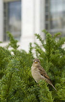 House / Common Sparrow (Passer domesticus) female perched in yew hedge outside Smithsonian Natural History Museum, Washington DC, USA