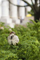 House / Common Sparrow (Passer domesticus) male perched in yew hedge outside Smithsonian Natural History Museum, Washington DC, USA