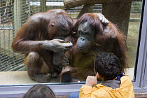 Batang (female Bornean orang-utan on the left) and Bonnie (hybrid Bornean-Sumatran on the right) watched by visitors, Washington National Zoological Park, USA