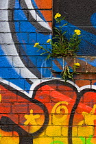 Groundsel {Senecio sp} growing out of brick wall covered in colourful graffiti, Bristol, UK
