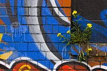 Groundsel {Senecio sp} growing out of brick wall covered in colourful graffiti, Bristol, UK