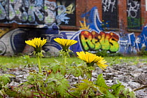 Dandelion (Taraxacum sp) growing on wasteland by derelict, graffiti-covered building, Bristol, UK