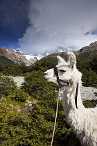 Llama (Lama glama), Los Glaciares National Park, Argentina