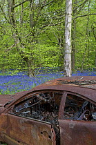Abandoned burned out car in Bluebell Wood, Surrey, UK