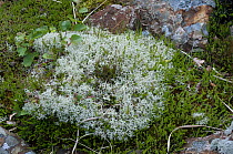 Lichen {Cladonia portentosa} Snowdonia, Wales, UK