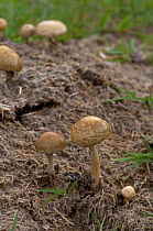 Egghead mottlegill fungus {Panaeolus semiovatus} growing on sheep droppings, UK