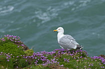 Herring Gull {Larus argentatus} amongst Thrift (Armeria maritima), South Stack, Anglesey, Wales, UK