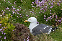 Lesser black-backed gull {Larus fuscus} on nest amongst Thrift (Armeria maritima), South Stack, Anglesey, Wales, UK