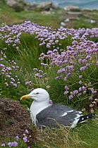 Lesser black-backed gull {Larus fuscus} on nest amongst Thrift (Armeria maritima) South Stack, Anglesey, Wales, UK