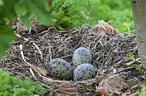 Lesser black-backed gull {Larus fuscus} nest with three eggs, South Stack, Anglesey, Wales, UK