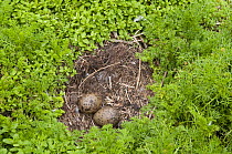 Lesser black-backed gull {Larus fuscus} nest with two eggs, South Stack, Anglesey, Wales, UK