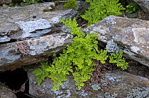 Parsley fern {Cryptogramma crispa} growing amongst rocks, Cwm Idwal, Snowdonia, Wales, UK