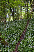 Path leading through woodland with Wild garlic / Ransom {Allium ursinum} flowering, Box Hill, Surrey, UK
