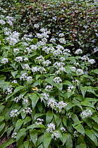 Wild garlic / Ransom {Allium ursinum} flowering in woodland, UK