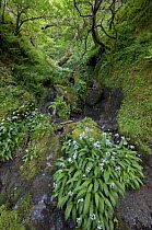 Wild garlic / Ransom {Allium ursinum} flowering beside stream, Snowdonia, Wales, UK