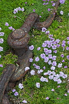 Thrift (Armeria maritima) flowering beside rusty chain, South Stack, Anglesey, Wales, UK