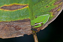 Green tree frog {Hyla cinerea} camouflaged on leaf beside potential insect prey, Corkscrew Swamp, Florida, USA.