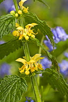 Yellow archangel {Lamium galeobdolon} UK