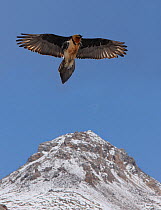 Bearded vulture  {Gypaetus barbatus} soaring over the Himalayas, northern India