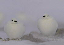 Pair of Rock ptarmigan {Lagopus mutus} in snow storm, Bathurst island, Nunavut, Canada
