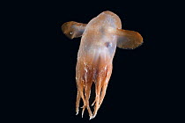 Deepsea octopus (Grimpoteuthis sp), "Dumbo", North Atlantic.