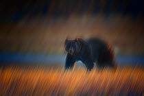 Grizzly bear {Ursus arctos horribilis} beside water, long exposure image, Yellowstone National Park, Wyoming, USA, October