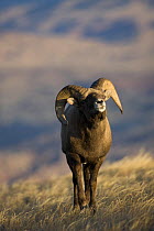 Rocky Mountain Bighorn Sheep {Ovis canadensis} male testing the air, flehmen behaviour, Whiskey Basin Sheep Range. Wind River Mts, near Dubois, Wyoming, USA, November