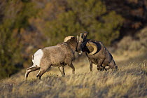 Rocky Mountain Bighorn Sheep {Ovis canadensis} rams fighting, Whiskey Basin Sheep Range, Shoshone National Forest, near Dubois, Wyoming, USA, November