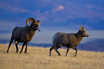 Rocky Mountain Bighorn Sheep {Ovis canadensis} male following female at rut, Whiskey Basin Sheep Range, Shoshone National Forest, near Dubois, Wyoming, USA, November