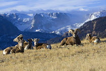 Rocky Mountain Bighorn Sheep {Ovis canadensis}  herd resting, Whiskey Basin, near Dubois, Wyoming, USA. Fitzpatrick Wilderness area in the background, November